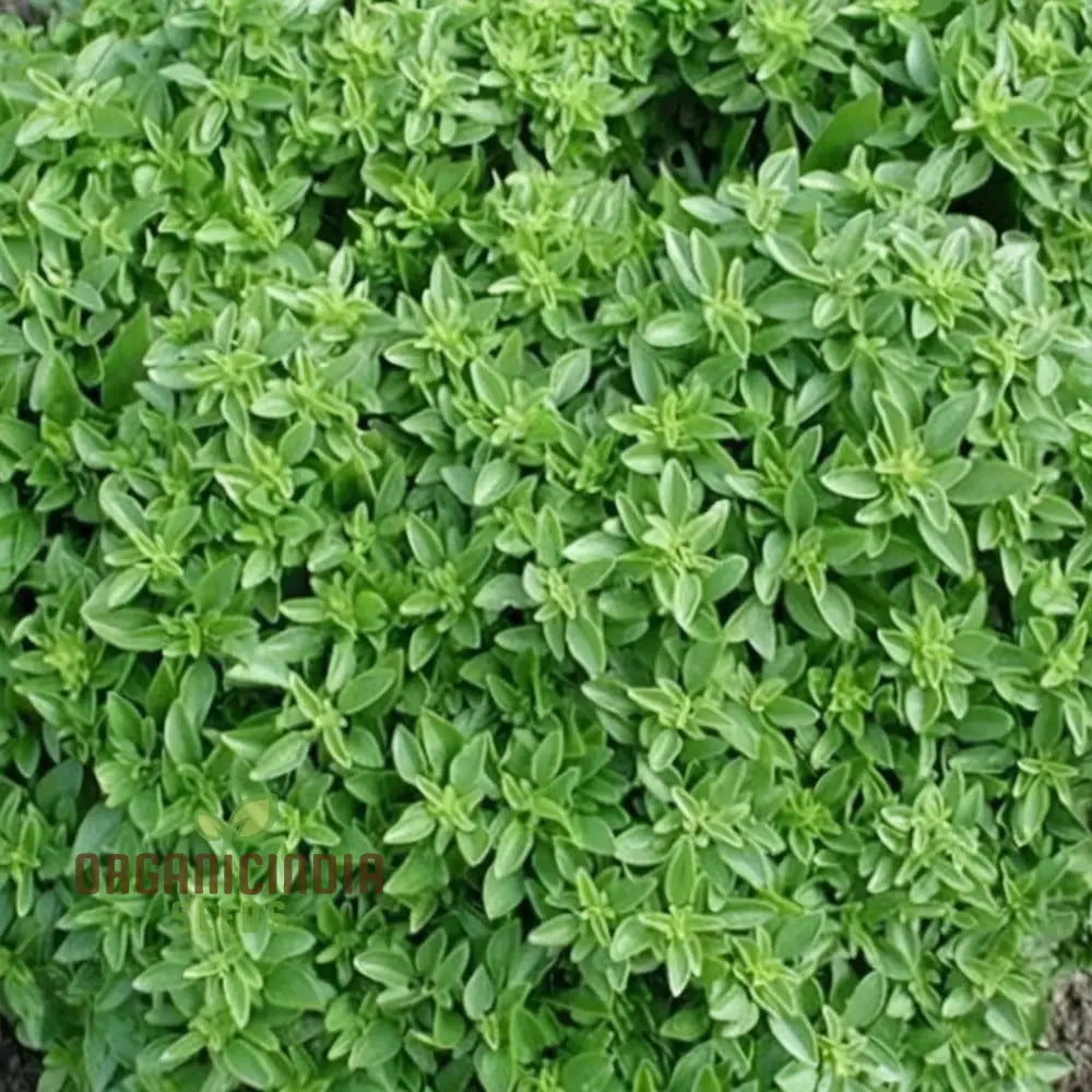 High-Quality Dwarf Greek Basil Seeds For Planting Perfect Herbs Home Gardening And Culinary