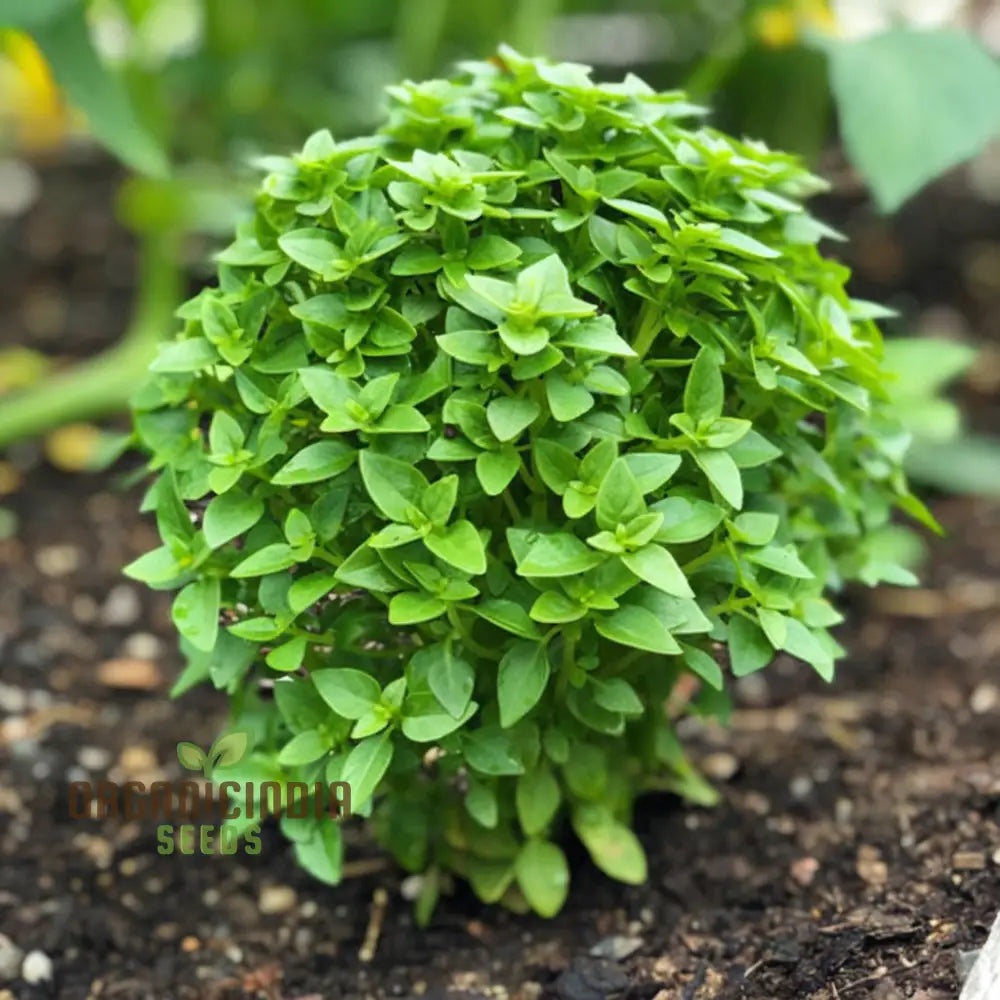 High-Quality Dwarf Greek Basil Seeds For Planting Perfect Herbs Home Gardening And Culinary