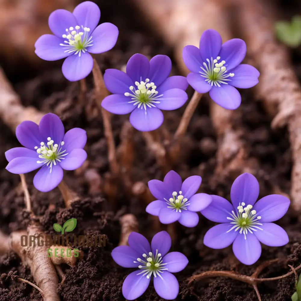 High-Quality Hepatica Nobilis Flower Seeds - Exquisite Blossoms For Elegant Garden Landscapes