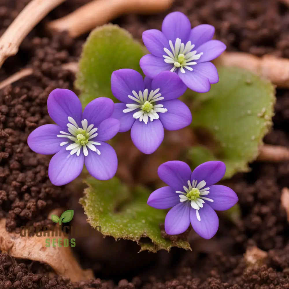 High-Quality Hepatica Nobilis Flower Seeds - Exquisite Blossoms For Elegant Garden Landscapes