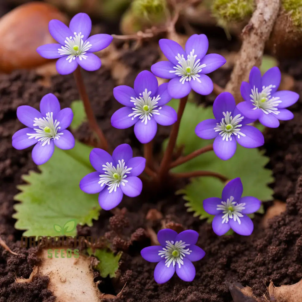 High-Quality Hepatica Nobilis Flower Seeds - Exquisite Blossoms For Elegant Garden Landscapes