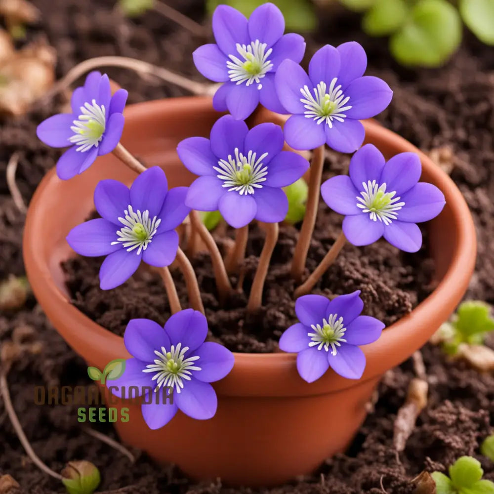 High-Quality Hepatica Nobilis Flower Seeds - Exquisite Blossoms For Elegant Garden Landscapes