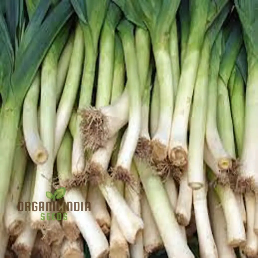 High-Quality Leek Stamford Seeds For Gardening: Premium Vegetable Home Gardeners