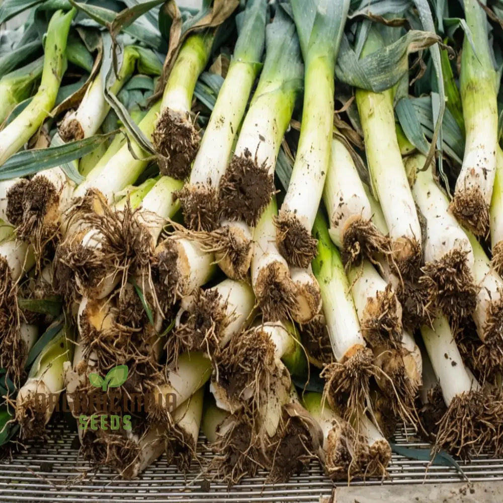 High-Quality Leek Stamford Seeds For Gardening: Premium Vegetable Home Gardeners