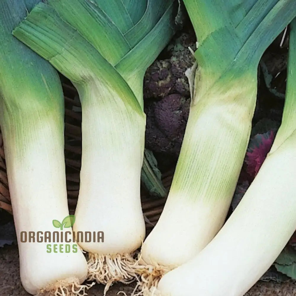 High-Quality Leek Stamford Seeds For Gardening: Premium Vegetable Home Gardeners