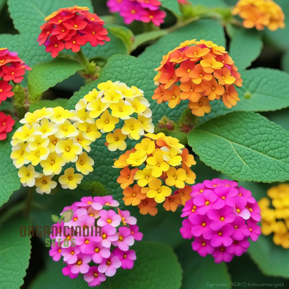 High-Quality Non-Gmo Lantana Camara Flower Seeds For Planting - 100 Pcs Annuals