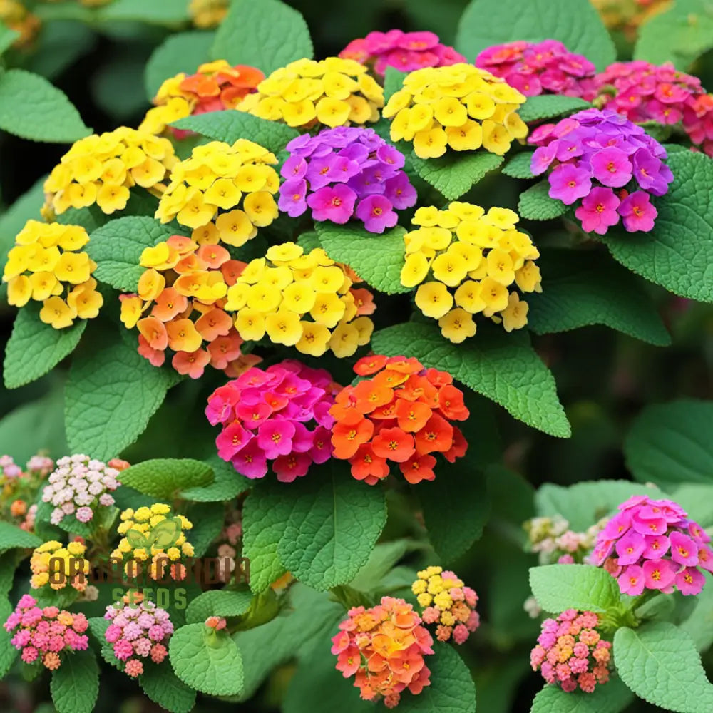 High-Quality Non-Gmo Lantana Camara Flower Seeds For Planting - 100 Pcs Annuals