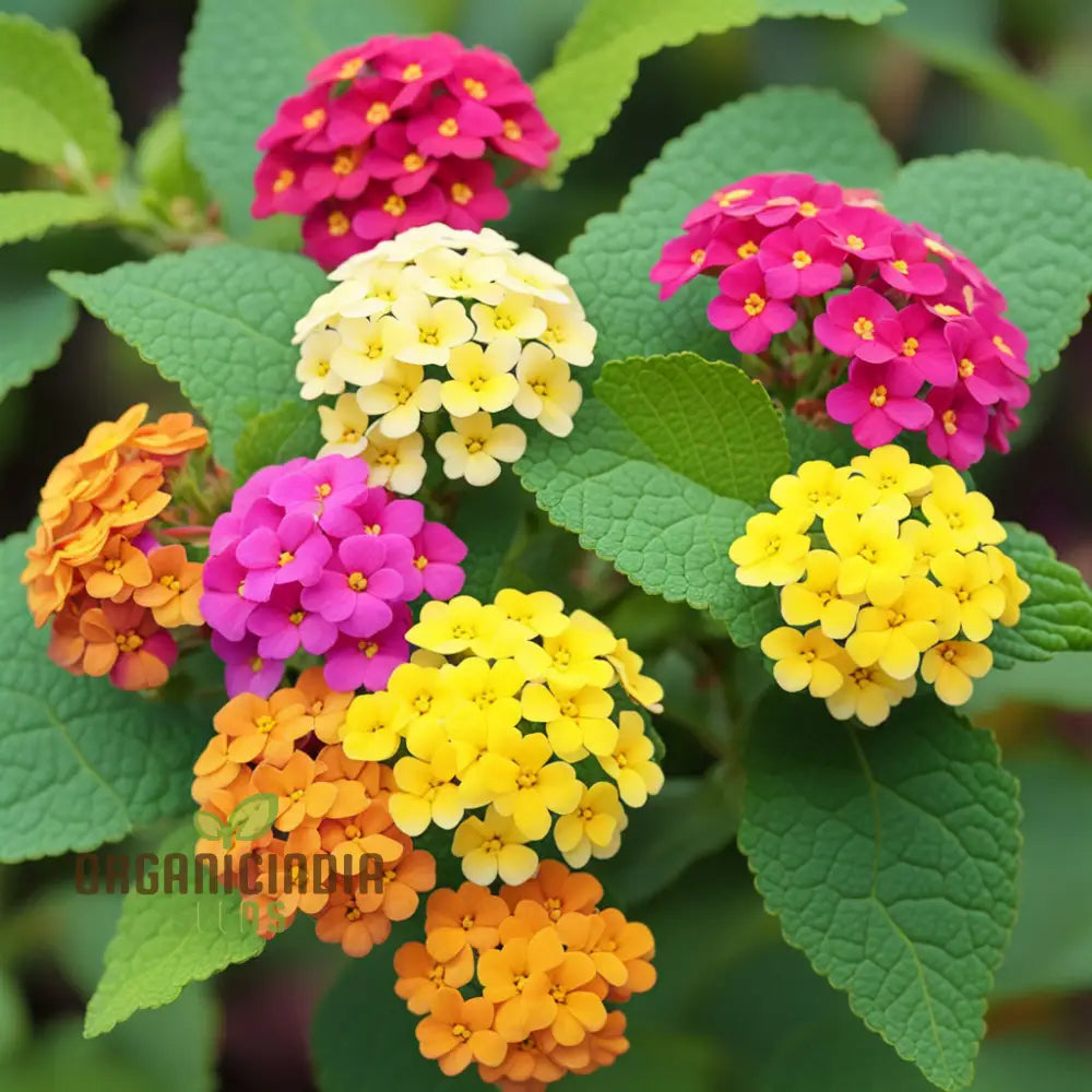 High-Quality Non-Gmo Lantana Camara Flower Seeds For Planting - 100 Pcs Annuals