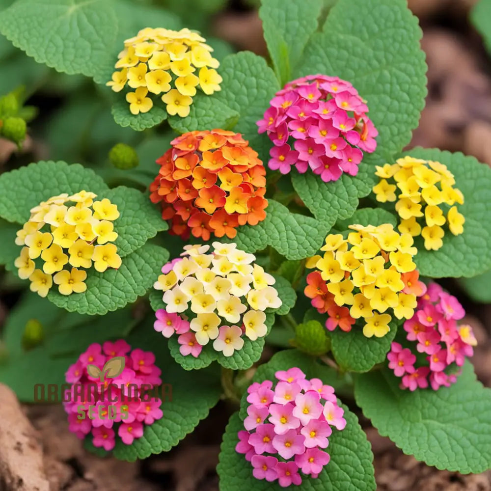 High-Quality Non-Gmo Lantana Camara Flower Seeds For Planting - 100 Pcs Annuals