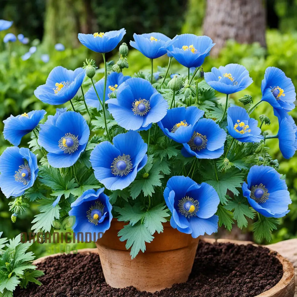 Himalayan Blue Poppy Flower Seeds Captivating And Vivid Flowers Short-Lived Perennials Ornamental