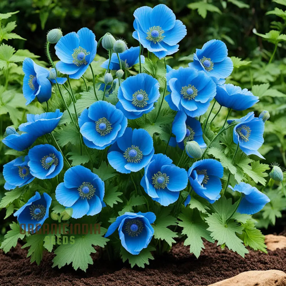 Himalayan Blue Poppy Flower Seeds Captivating And Vivid Flowers Short-Lived Perennials Ornamental