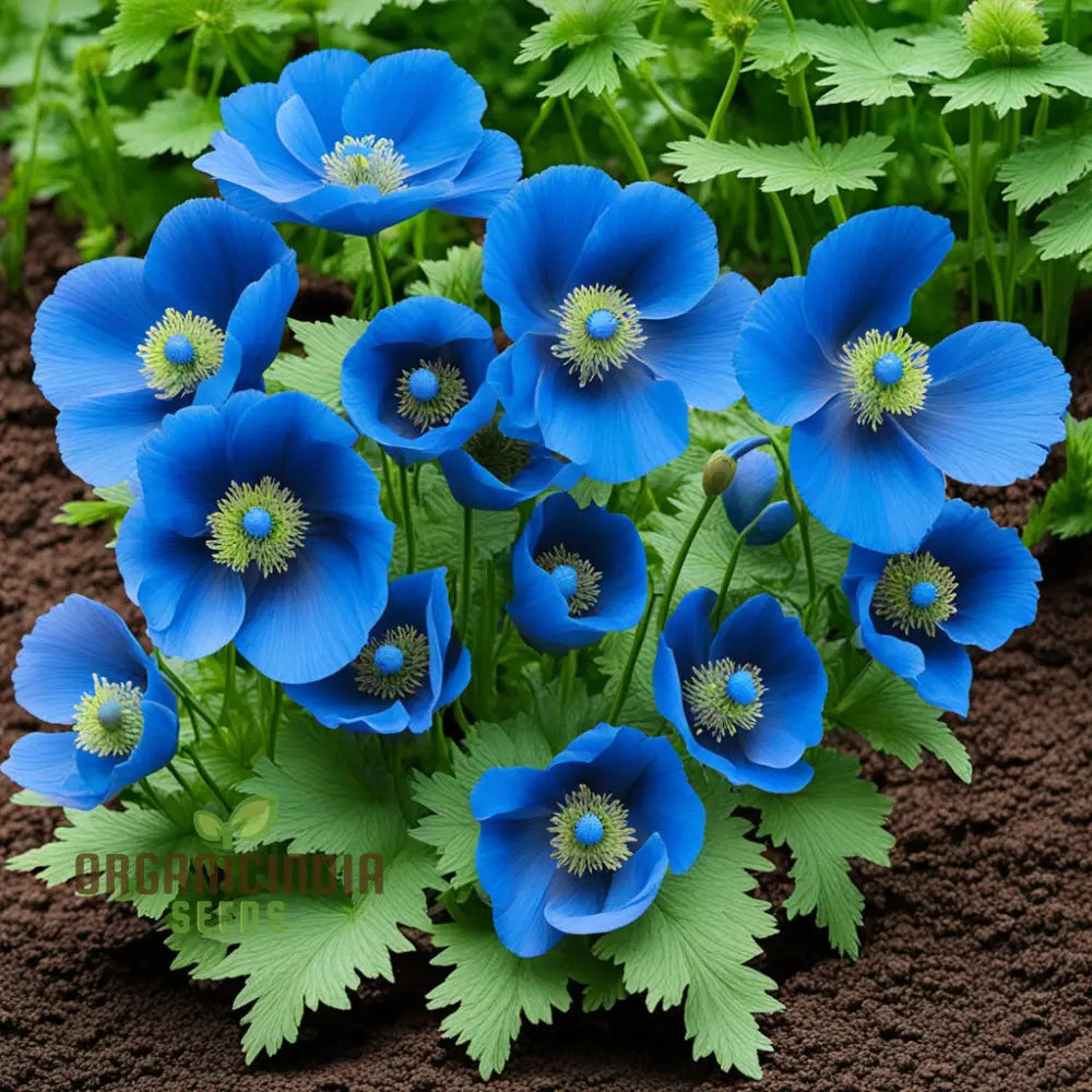 Himalayan Blue Poppy Flower Seeds Captivating And Vivid Flowers Short-Lived Perennials Ornamental