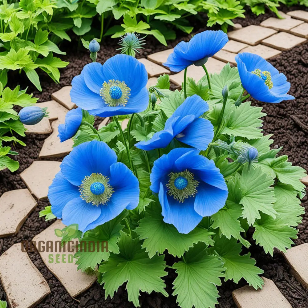 Himalayan Blue Poppy Flower Seeds Captivating And Vivid Flowers Short-Lived Perennials Ornamental