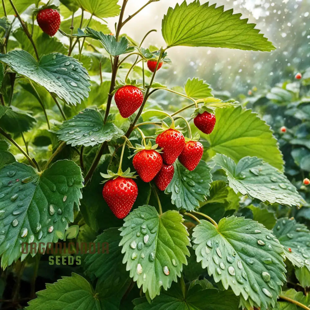 Hokowase Strawberry Seeds Elevate Your Garden With Japanese For Planting