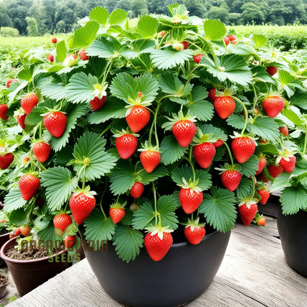 Hokowase Strawberry Seeds Elevate Your Garden With Japanese For Planting