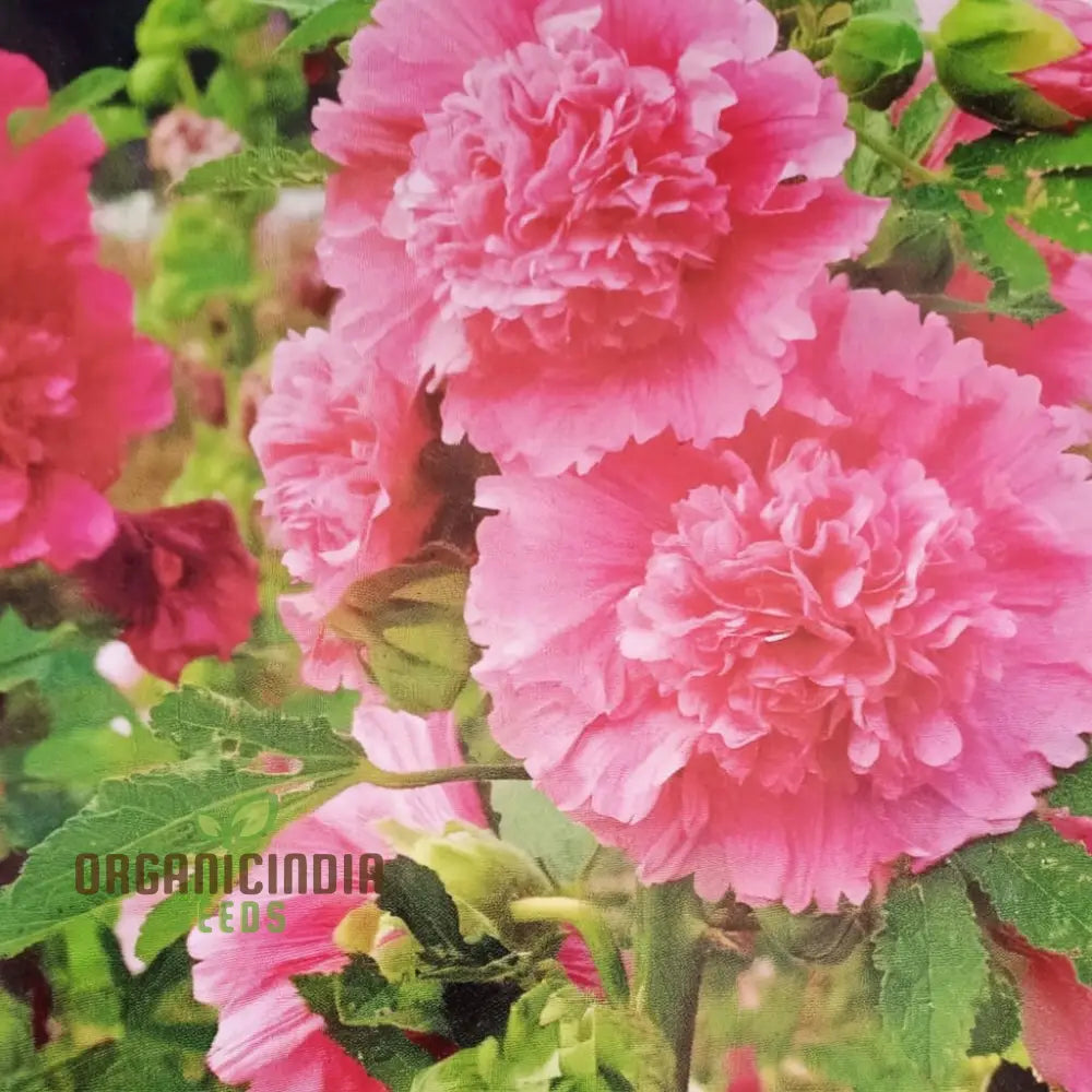 Hollyhock Chaterâ€™s Double Mixed Seeds - Stunning Full Blooms For Majestic Garden Displays Flower