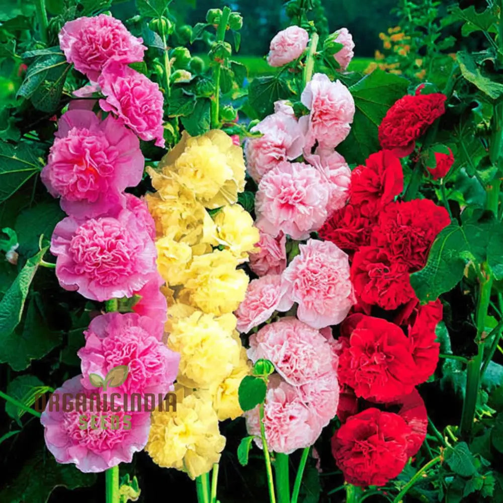 Hollyhock Dwarf Flower Seeds For Planting - Perfect Gardening Enthusiasts Seeking Vibrant Blooms