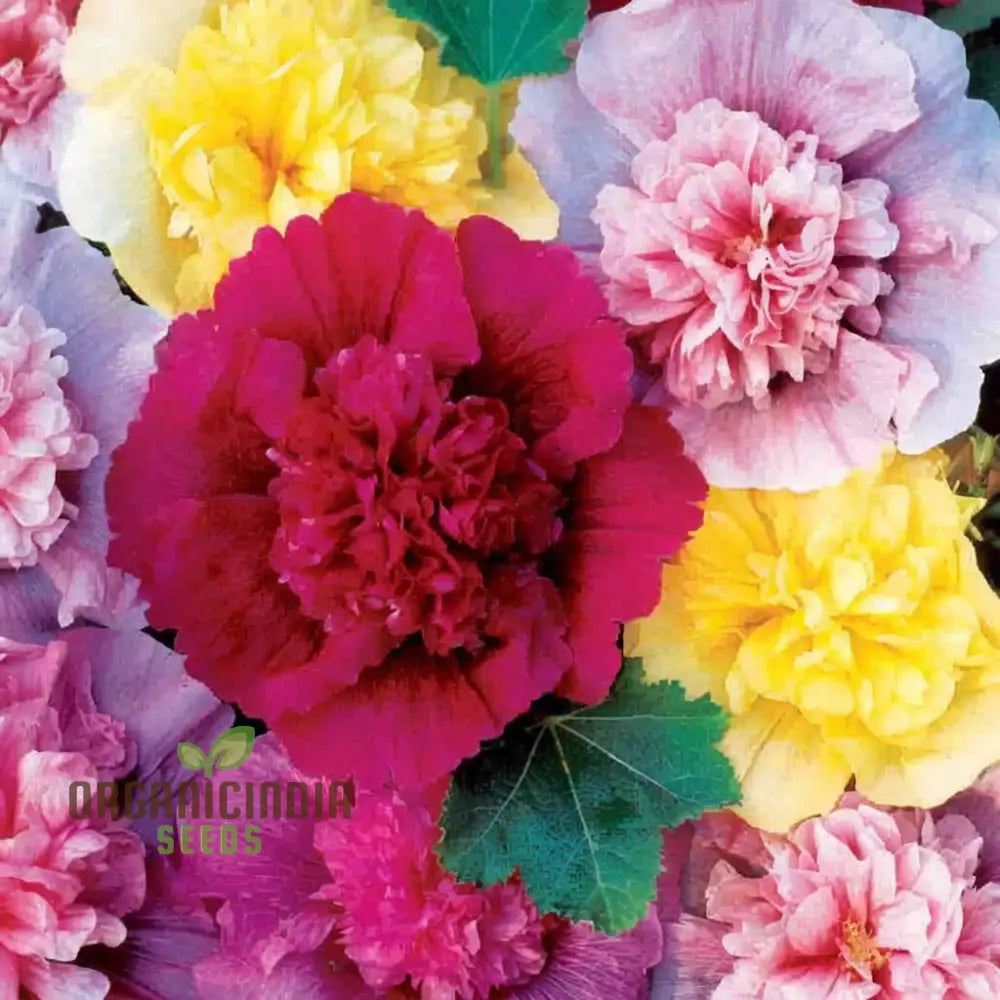 Hollyhock Dwarf Flower Seeds For Planting - Perfect Gardening Enthusiasts Seeking Vibrant Blooms