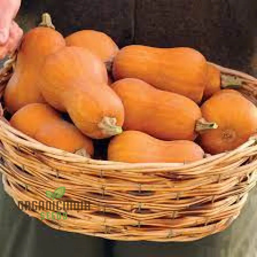 Honeynut Winter Squash Seeds - Premium Gardening For Your Garden