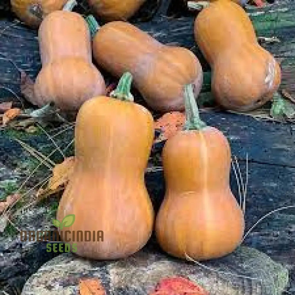 Honeynut Winter Squash Seeds - Premium Gardening For Your Garden