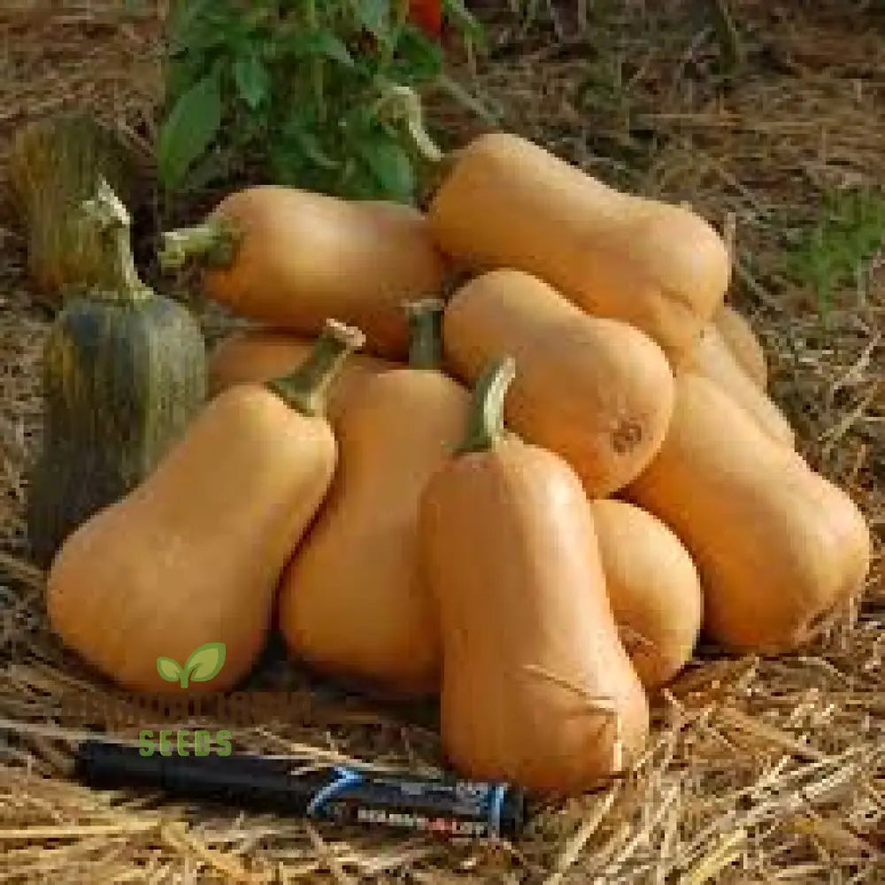 Honeynut Winter Squash Seeds - Premium Gardening For Your Garden