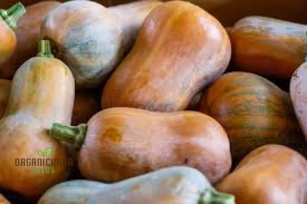 Honeynut Winter Squash Seeds - Premium Gardening For Your Garden