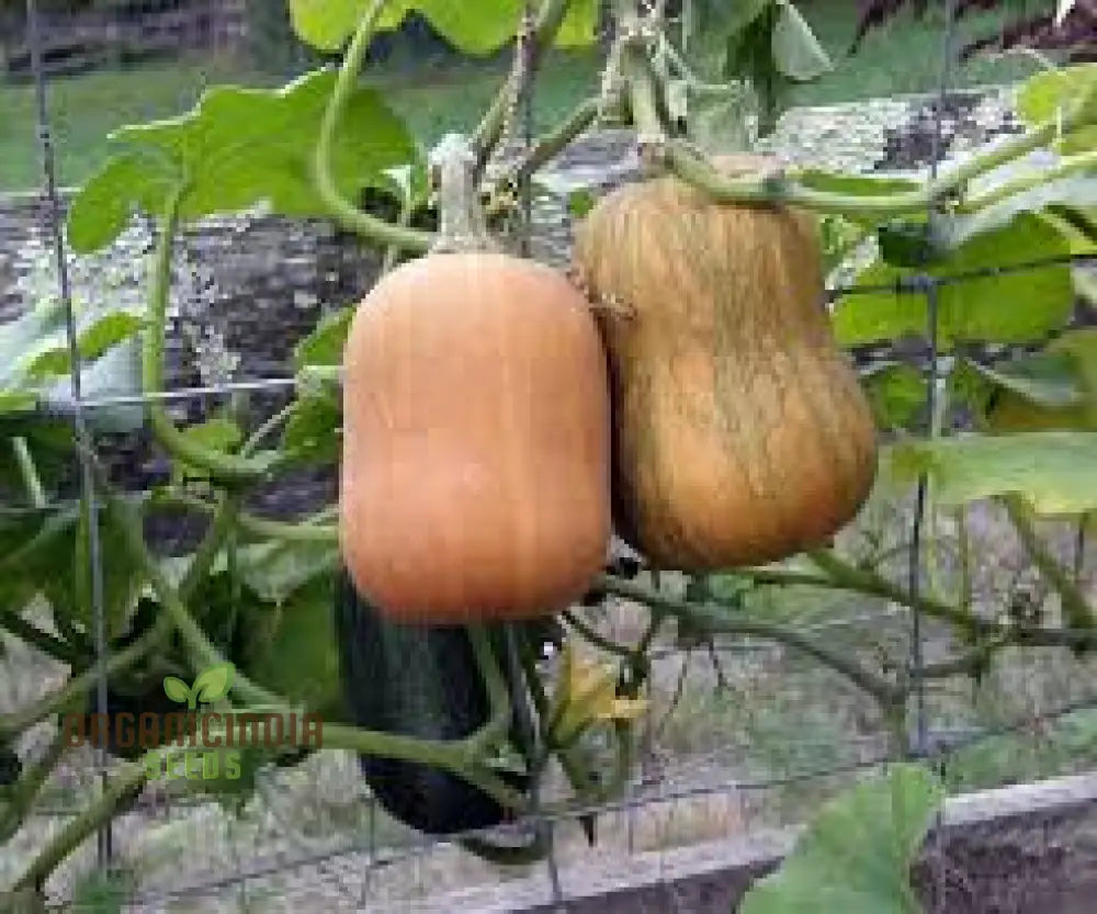 Honeynut Winter Squash Seeds - Premium Gardening For Your Garden