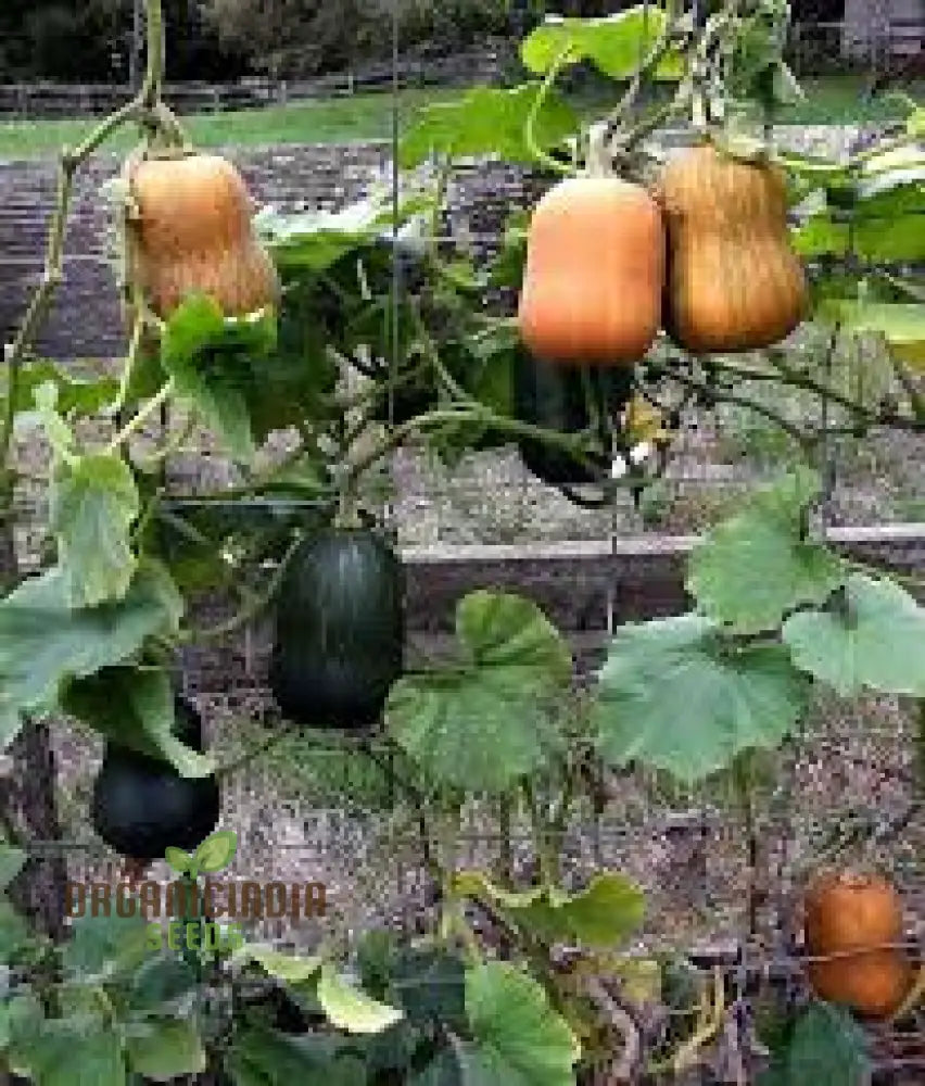 Honeynut Winter Squash Seeds - Premium Gardening For Your Garden