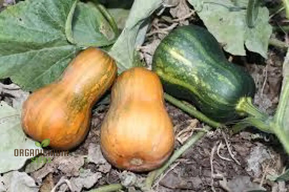 Honeynut Winter Squash Seeds - Premium Gardening For Your Garden