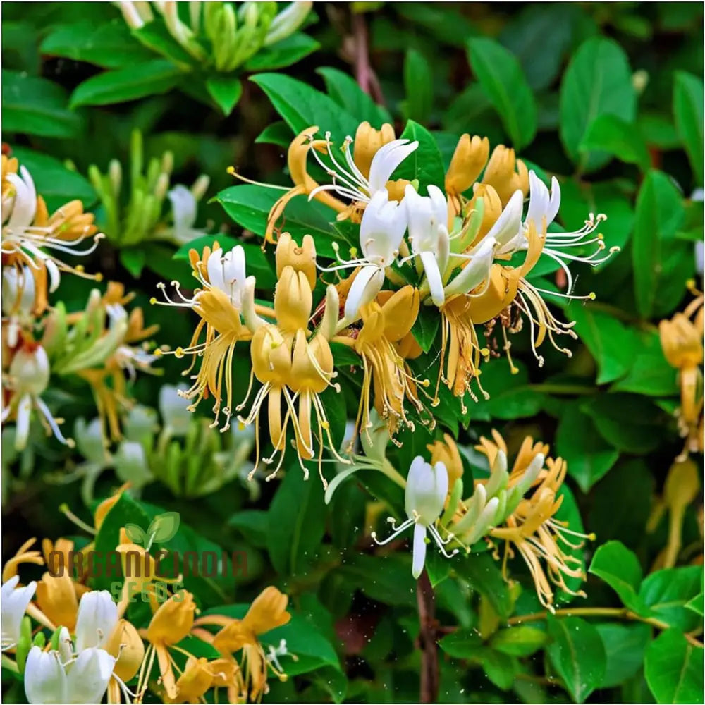 Honeysuckle (Lonicera) Flower Seeds For Planting Enhance Your Garden With Fragrant Blooms - Premium