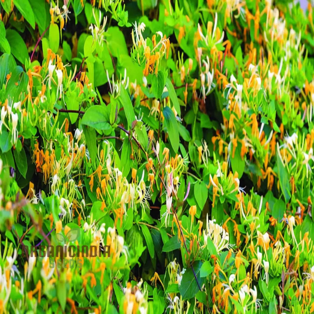 Honeysuckle (Lonicera) Flower Seeds For Planting Enhance Your Garden With Fragrant Blooms - Premium