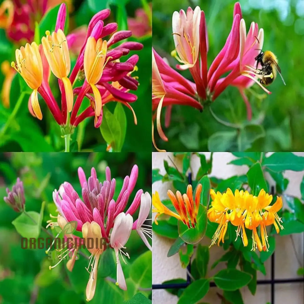 Honeysuckle (Lonicera) Flower Seeds For Planting Enhance Your Garden With Fragrant Blooms - Premium