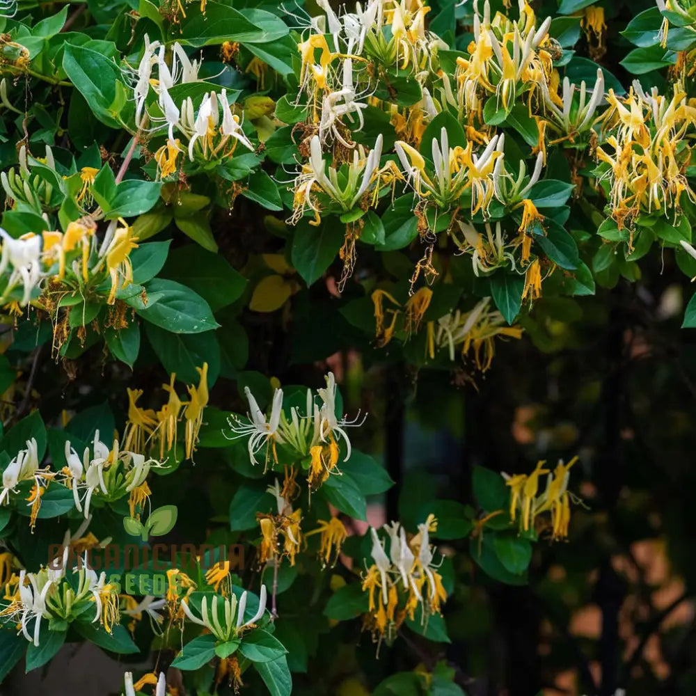 Honeysuckle (Lonicera) Flower Seeds For Planting Enhance Your Garden With Fragrant Blooms - Premium