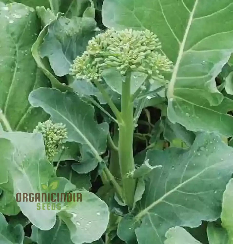 Hong Kong Broccoli Seeds For Gardening - Premium Quality Your Vegetable Garden