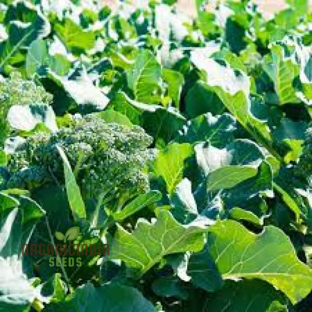 Hong Kong Broccoli Seeds For Gardening - Premium Quality Your Vegetable Garden