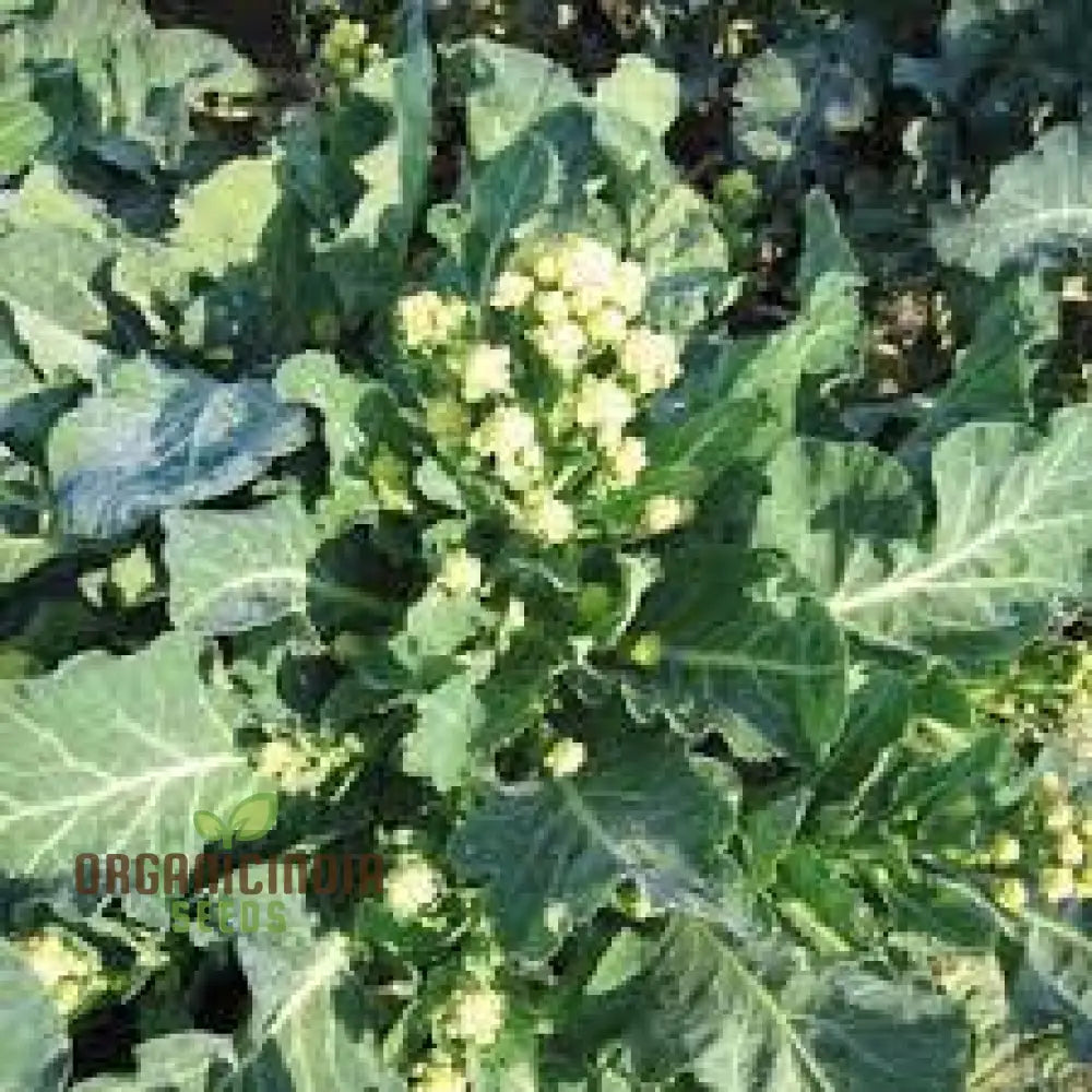 Hong Kong Broccoli Seeds For Gardening - Premium Quality Your Vegetable Garden