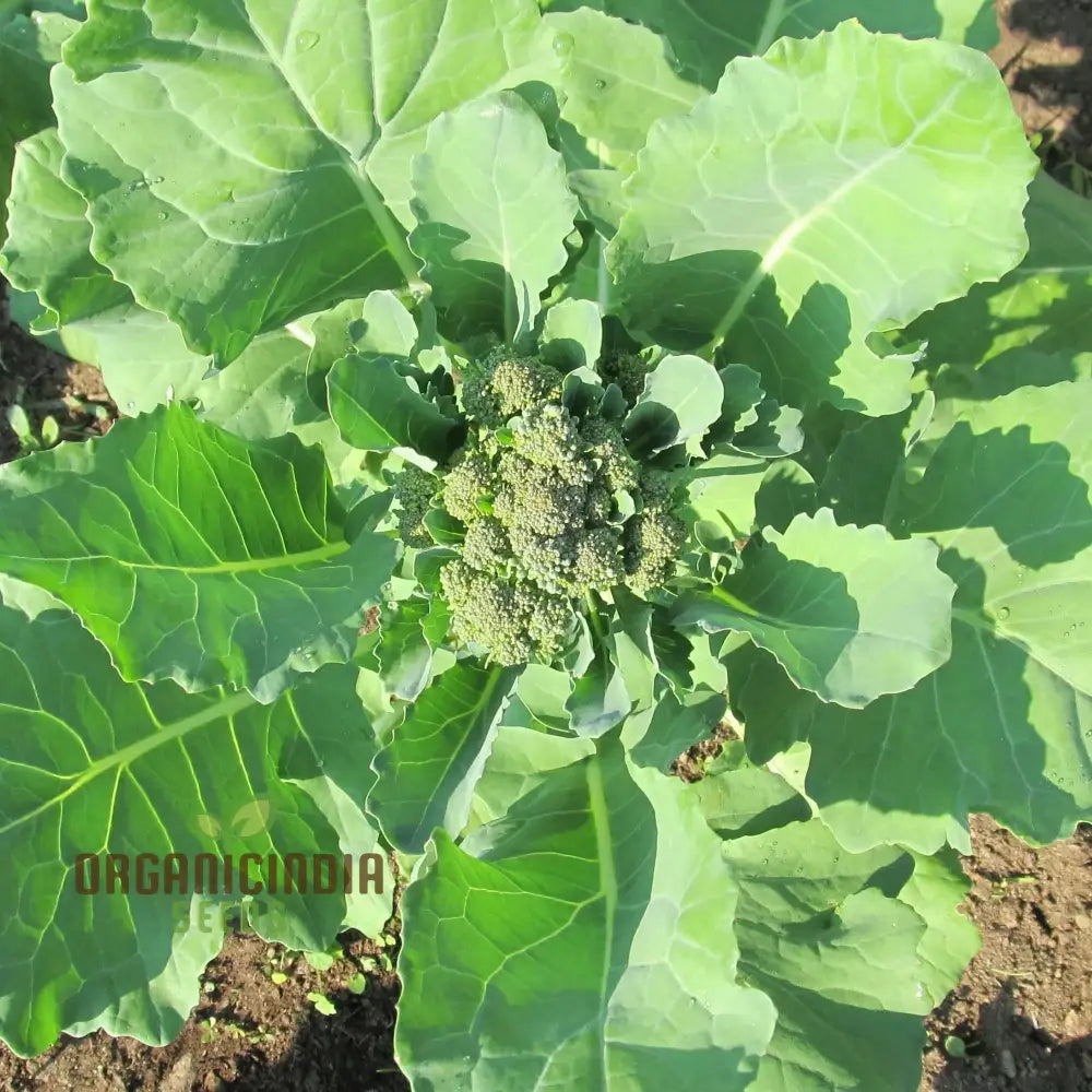 Hong Kong Broccoli Seeds For Gardening - Premium Quality Your Vegetable Garden