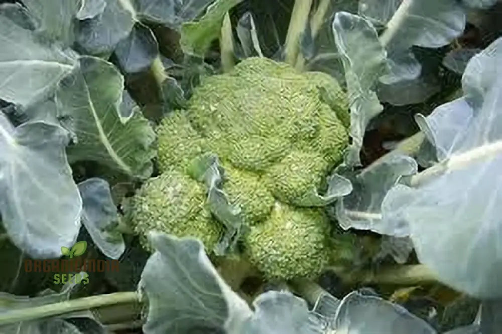 Hong Kong Broccoli Seeds For Gardening - Premium Quality Your Vegetable Garden