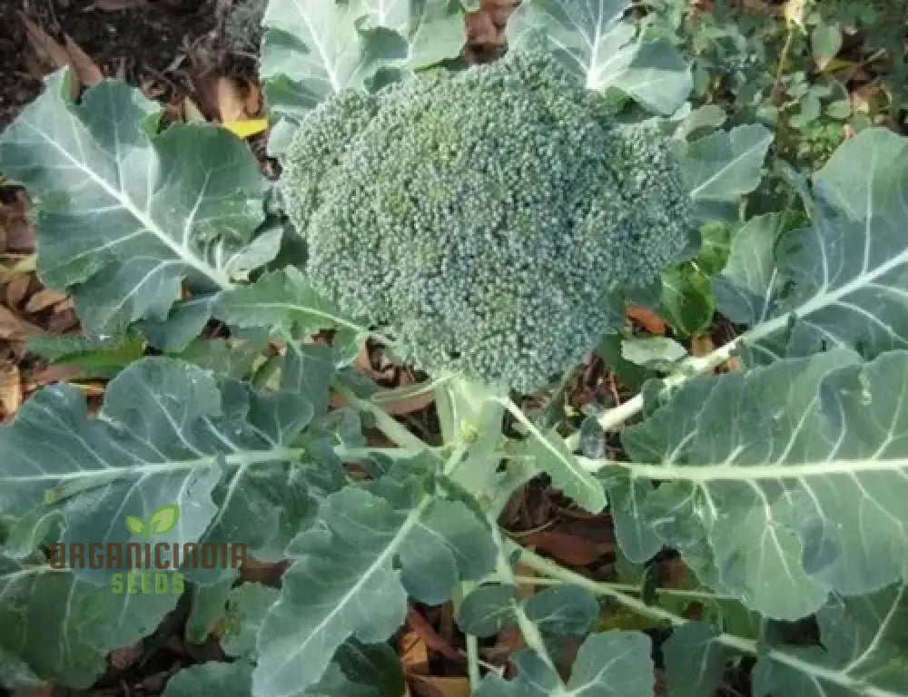 Hong Kong Broccoli Seeds For Gardening - Premium Quality Your Vegetable Garden