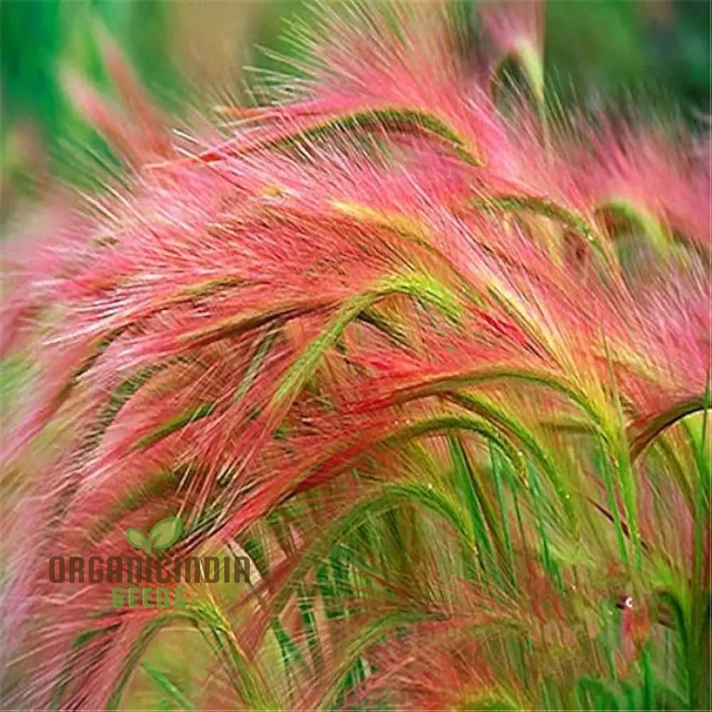 Hordeum Jubatum Seeds For Ornamental Beauty And Natural Charm