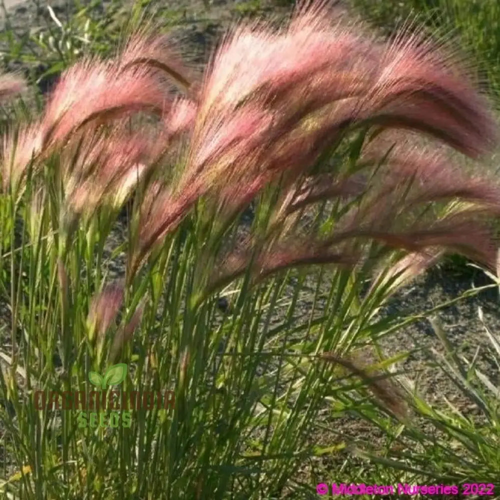 Hordeum Jubatum Seeds For Ornamental Beauty And Natural Charm