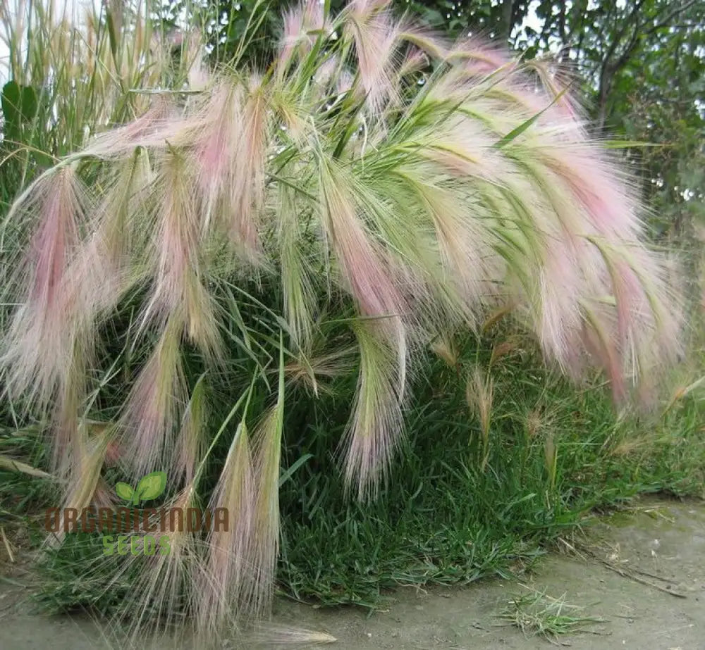 Hordeum Jubatum Seeds For Ornamental Beauty And Natural Charm