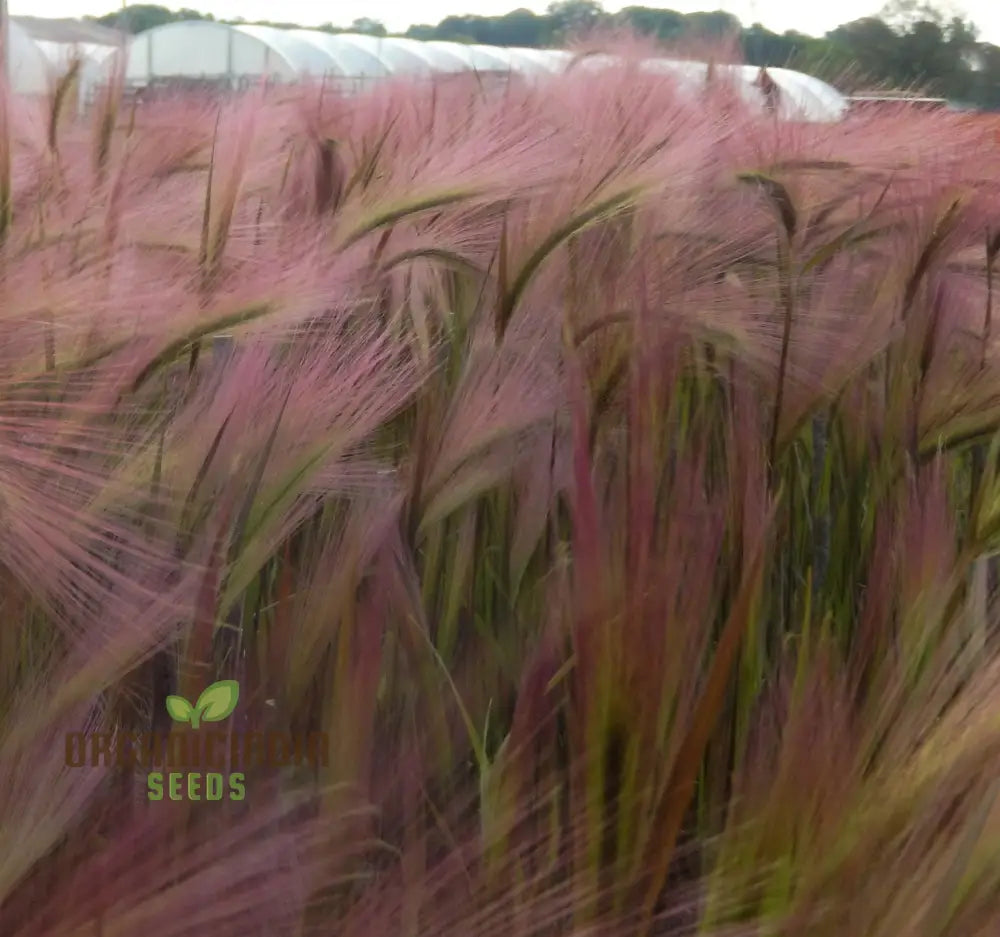 Hordeum Jubatum Seeds For Ornamental Beauty And Natural Charm