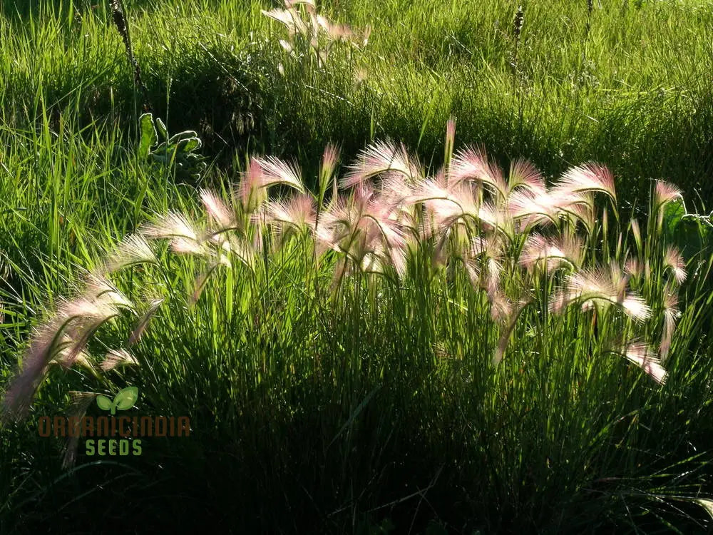 Hordeum Jubatum Seeds For Planting: Elegant Ornamental Grass For Garden Enthusiasts Seeking