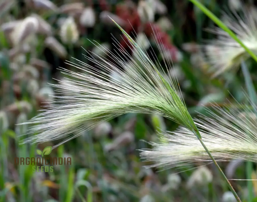 Hordeum Jubatum Seeds For Planting: Elegant Ornamental Grass For Garden Enthusiasts Seeking