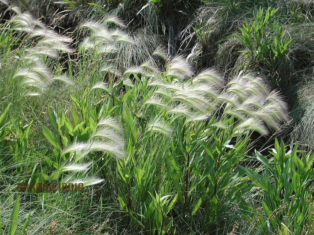 Hordeum Jubatum Seeds For Planting: Elegant Ornamental Grass For Garden Enthusiasts Seeking