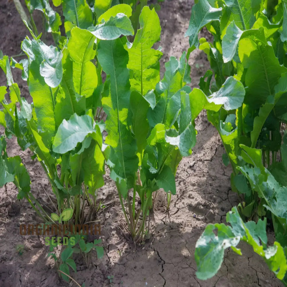 Horseradish Vegetable Seeds – Elevate Your Gardening With Robust Flavorful Roots For Culinary