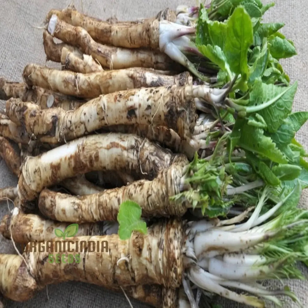 Horseradish Vegetable Seeds – Elevate Your Gardening With Robust Flavorful Roots For Culinary