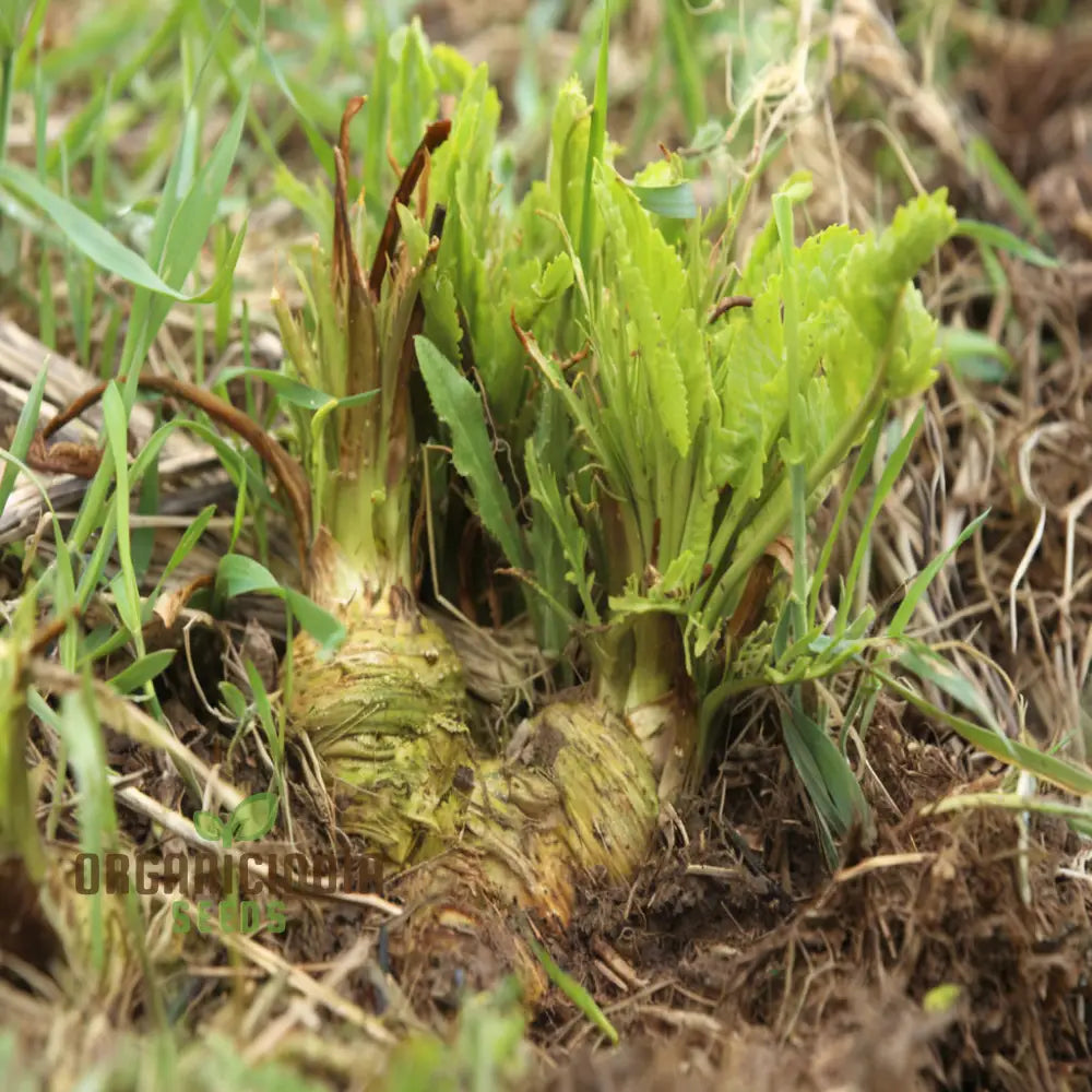 Horseradish Vegetable Seeds – Elevate Your Gardening With Robust Flavorful Roots For Culinary