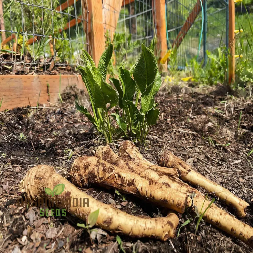 Horseradish Vegetable Seeds – Elevate Your Gardening With Robust Flavorful Roots For Culinary